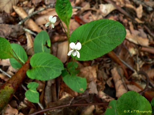 {Viola primulifolia}